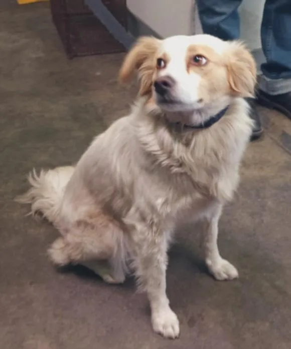 A young medium-sized female Mixed Breed dog named Bridget for adoption in Los Angeles, CA