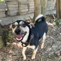 A young small-sized female Chihuahua dog named Chasey for adoption in Monticello, NY
