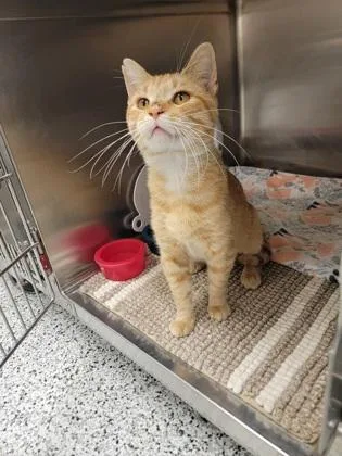 An adult medium-sized male Domestic Short Hair cat named Oliver for adoption in Fergus Falls, MN
