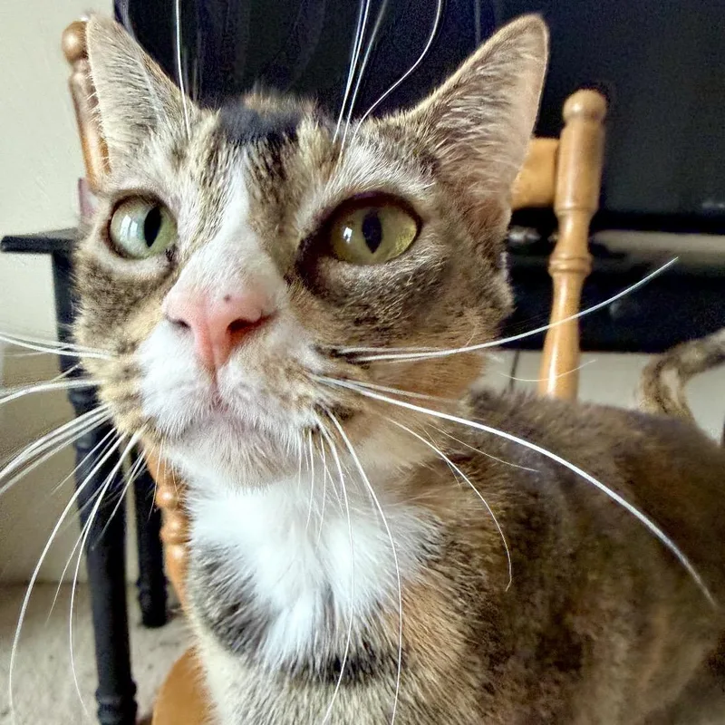 An adult medium-sized female Brown / Chocolate Domestic Short Hair cat named Trudy for adoption in Springfield, OR