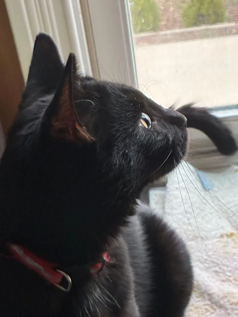 A young medium-sized male Domestic Short Hair cat named Shadow for adoption in West Lafayette, IN
