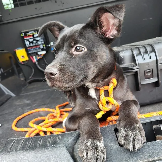 A baby small-sized female American Staffordshire Terrier dog named Flower for adoption in San Antonio, TX
