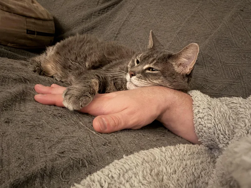 A senior medium-sized female Domestic Medium Hair cat named D and Ms Kity for adoption in Blaine, MN