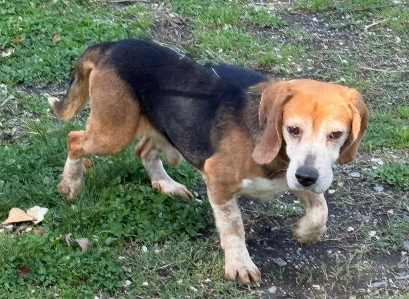A senior small-sized male Beagle dog named Hutch for adoption in Staley, NC
