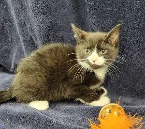 A young medium-sized male Domestic Short Hair cat named Charcoal for adoption in Bucyrus, OH