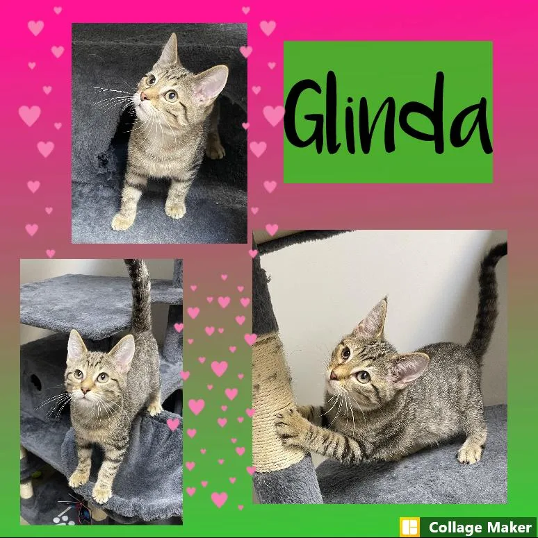 A young medium-sized female Domestic Short Hair cat named Glinda for adoption in Clearfield, PA