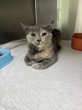 A young medium-sized female Domestic Short Hair cat named Firefly for adoption in Blue Springs, MO