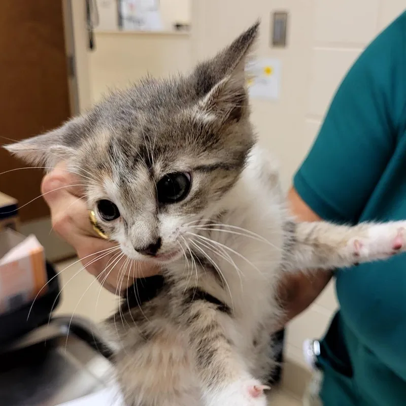 A baby small-sized female Gray / Blue / Silver Domestic Short Hair cat named Sadie for adoption in Lake Panasoffkee, FL