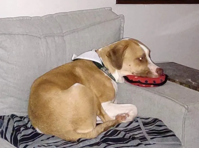 An adult large-sized male Apricot / Beige Mixed Breed dog named Courtesy Listing  Gus for adoption in Kenosha, WI