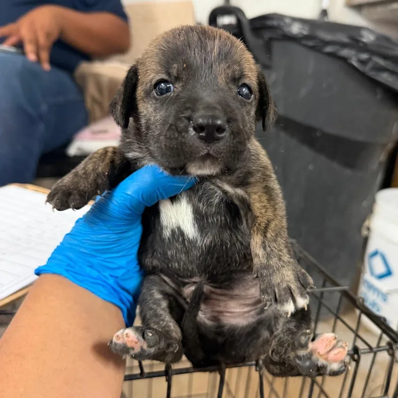 A baby medium-sized male Brindle Shepherd dog named Gizmo G for adoption in Edinburg, TX