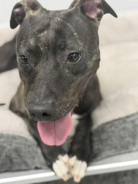 A young medium-sized female Brindle Pit Bull Terrier dog named Dalila for adoption in Bryan, OH