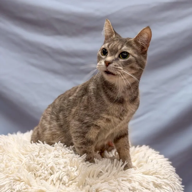 An adult medium-sized female Gray / Blue / Silver Domestic Short Hair cat named Tart for adoption in Gainesville, GA