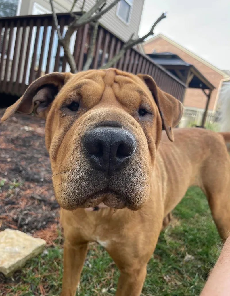 A young medium-sized female Shar-Pei dog named Piper for adoption in Fort Thomas, KY