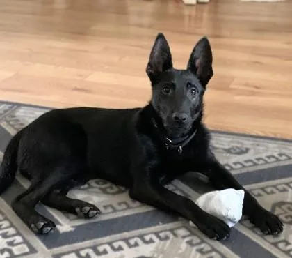 A young medium-sized male Shepherd dog named Justice for adoption in Washington, DC