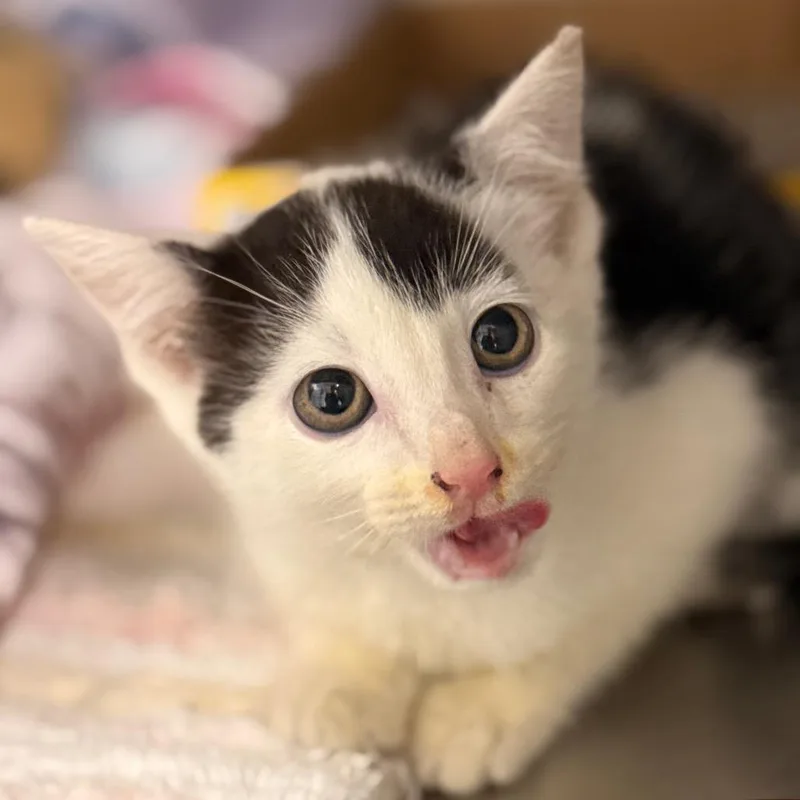 A baby small-sized male Domestic Short Hair cat named Garner for adoption in Cumming, GA