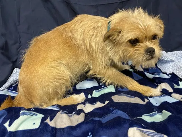 A young small-sized female Border Terrier dog named A for adoption in Modesto, CA