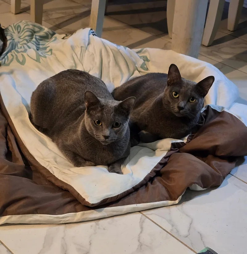 Smokey & Bandit