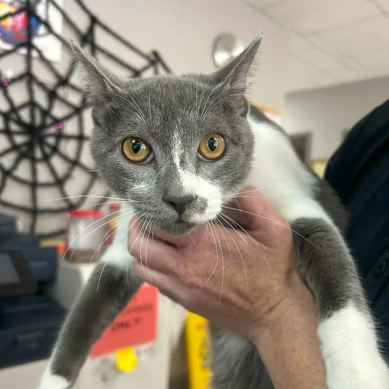 A young medium-sized male Domestic Short Hair cat named Link for adoption in Lufkin, TX