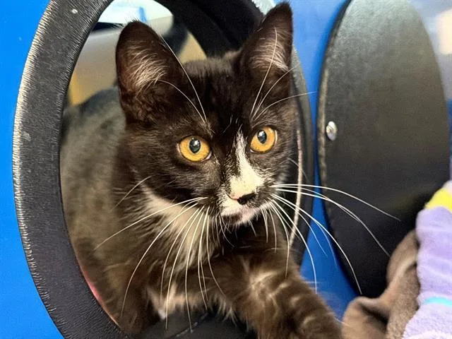 A baby small-sized female Domestic Short Hair cat named Quinn for adoption in Santa Rosa, CA