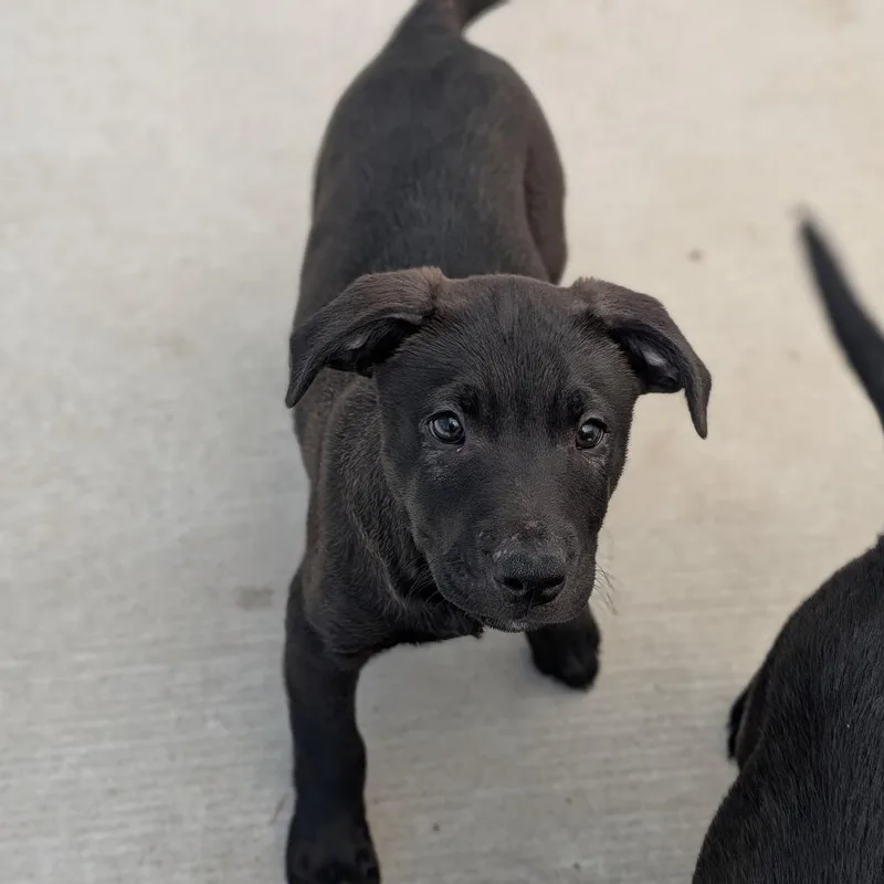 A young large-sized male Black Labrador Retriever dog named Coal for adoption in Fenton, MI