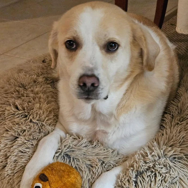 Lady Bug thumbnail 2