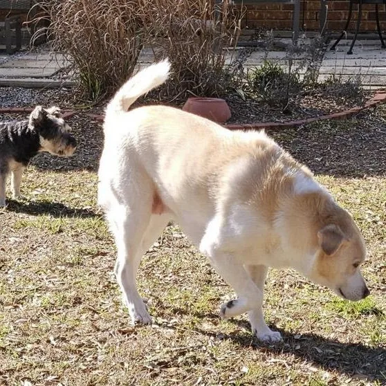 Lady Bug thumbnail 4