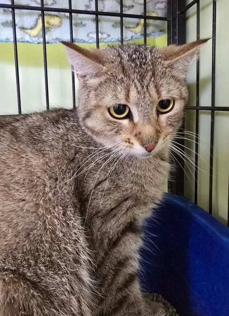 A young medium-sized female Domestic Short Hair cat named Rock for adoption in Auburn, IN