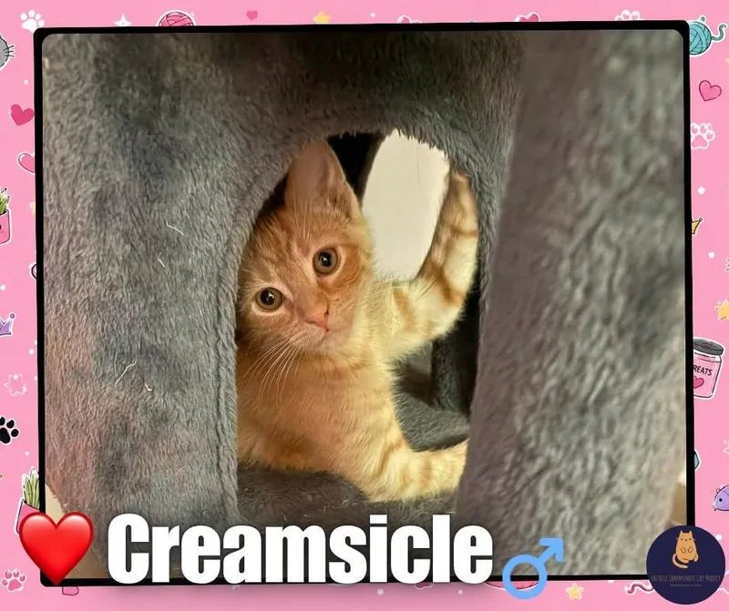 A baby small-sized female Domestic Short Hair cat named Creamsickle for adoption in Enfield, CT