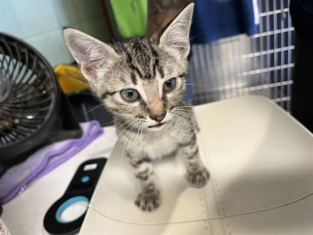 A baby small-sized male Domestic Short Hair cat named Luna for adoption in Grand Prairie, TX