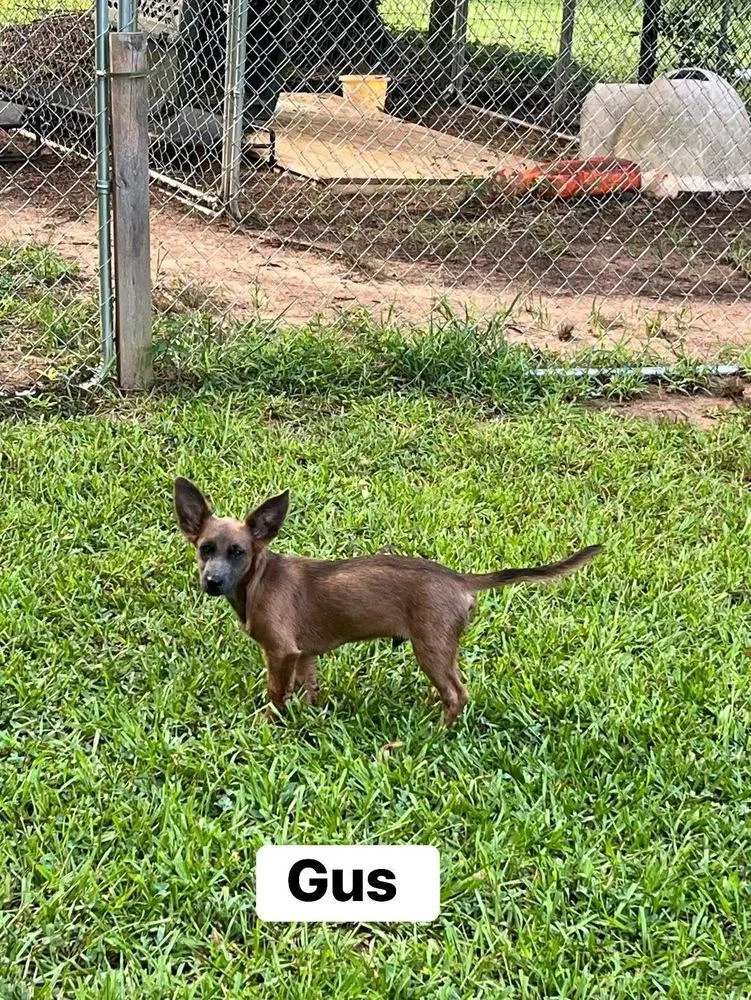 Gus
