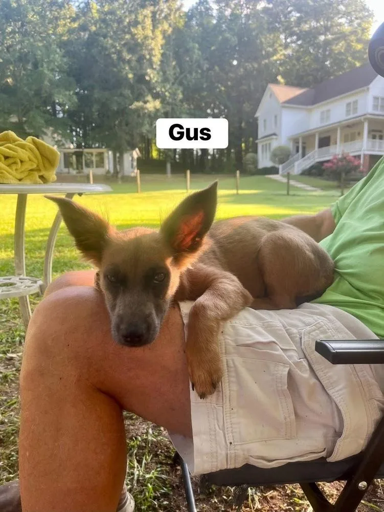 Gus thumbnail 3