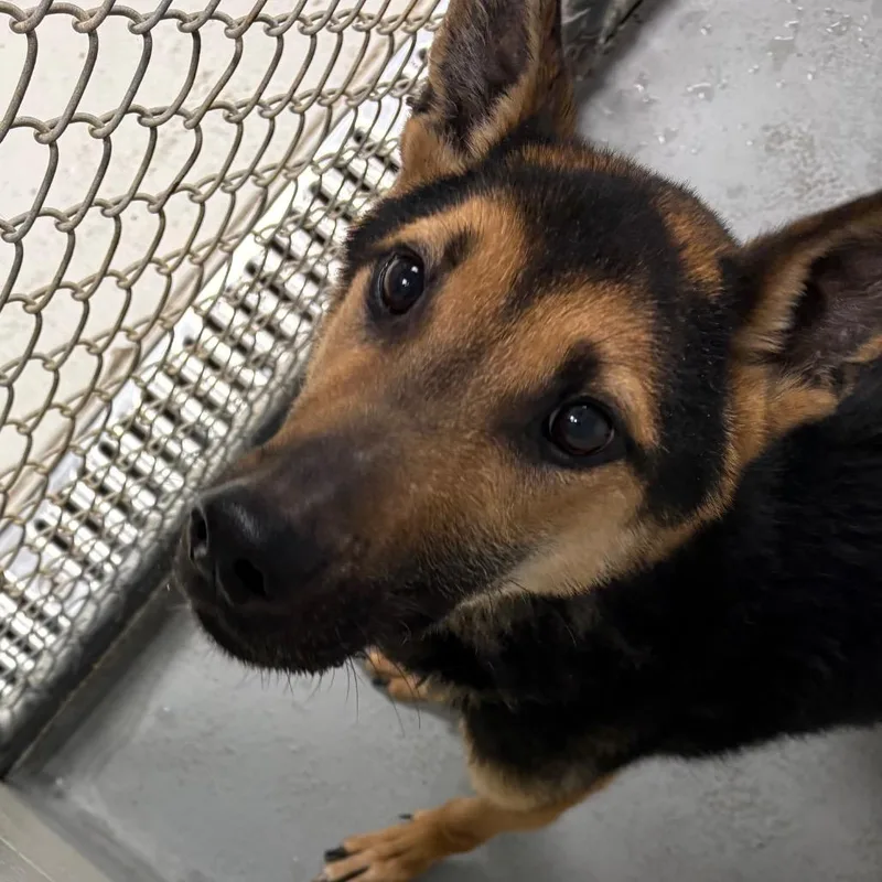 An adult large-sized male German Shepherd Dog dog named Twizzler for adoption in Batavia, OH