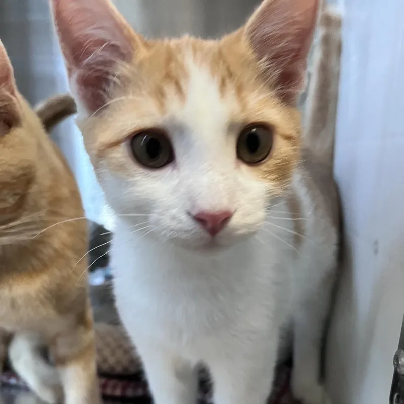 A baby small-sized male Orange / Red Domestic Short Hair cat named R Mischa Roswell for adoption in Denver, CO