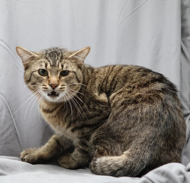 A young medium-sized male Domestic Short Hair cat named Cam for adoption in Appling, GA