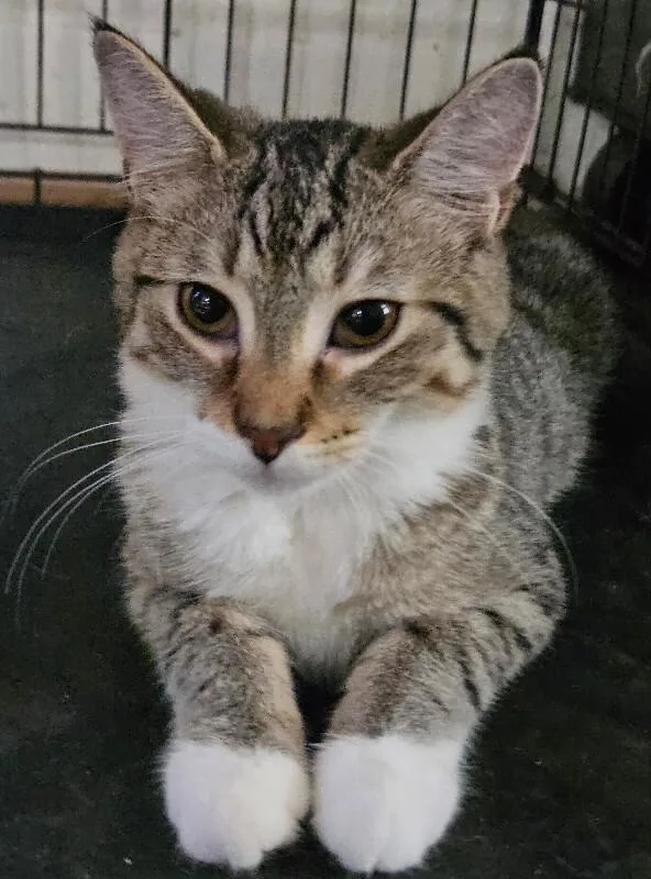A young medium-sized male Tabby (Brown / Chocolate) Domestic Short Hair cat named Brahma for adoption in Adrian, MI