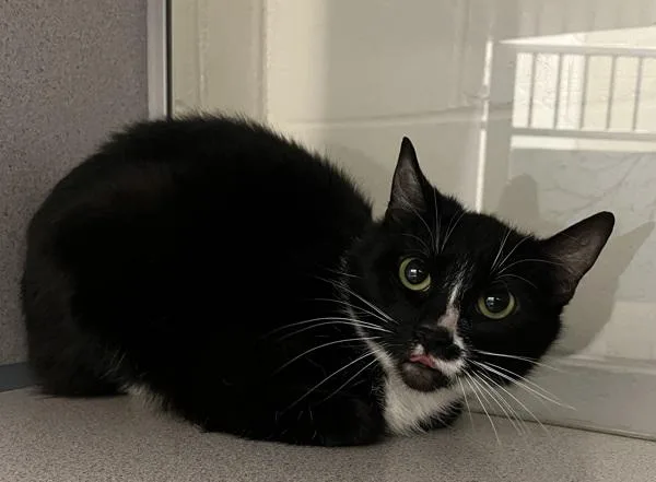 A young medium-sized female Domestic Short Hair cat named Cairn for adoption in Stratham, NH
