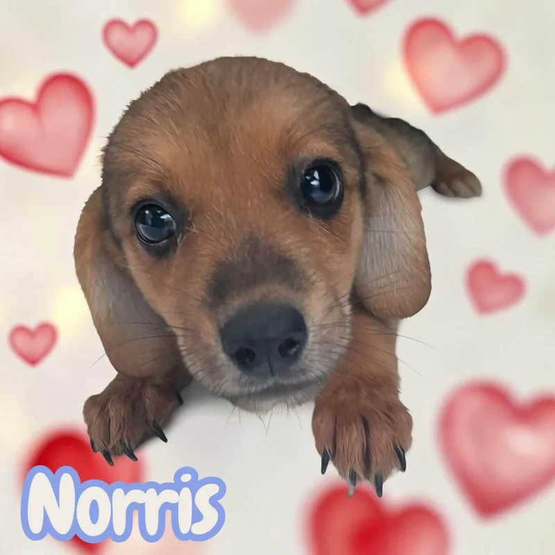 A baby medium-sized male Beagle dog named Norris  everyone's best for adoption in Chuckey, TN
