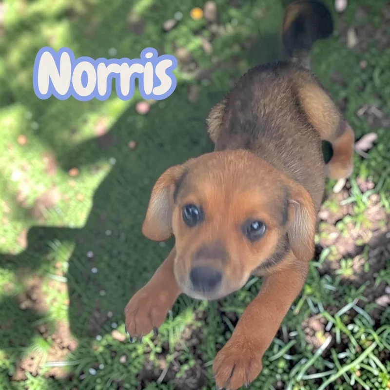 Norris  everyone's best thumbnail 2