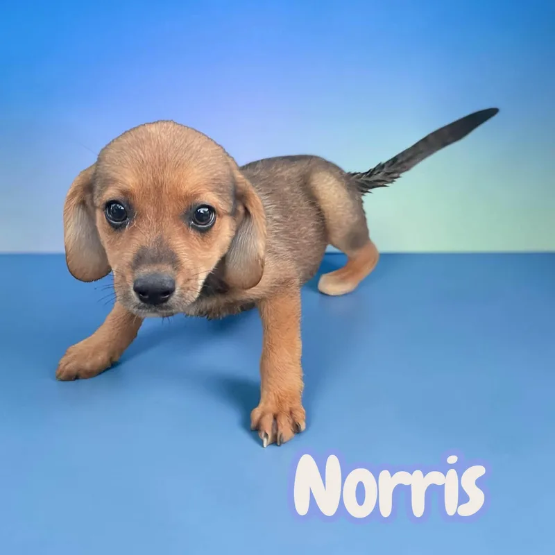 Norris  everyone's best thumbnail 3