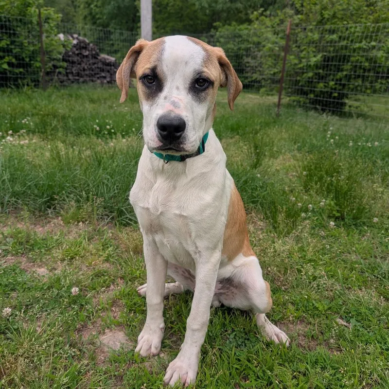 An adult small-sized male White / Cream Hound dog named Friga for adoption in West Plains, MO