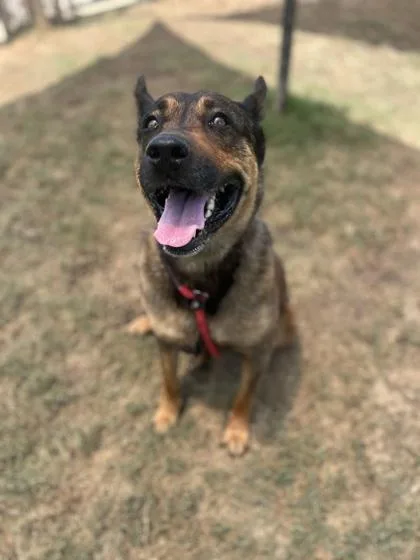 An adult medium-sized female Mixed Breed dog named Sister for adoption in Atlanta, GA