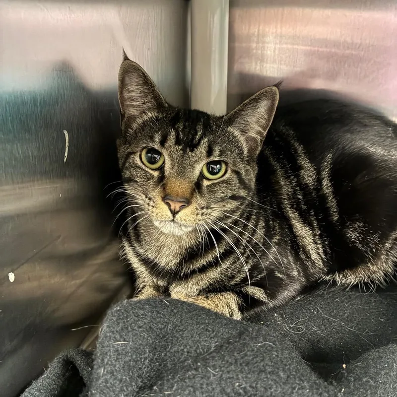An adult medium-sized female Brown / Chocolate Domestic Short Hair cat named Penelope Garcia for adoption in Fredericksburg, VA
