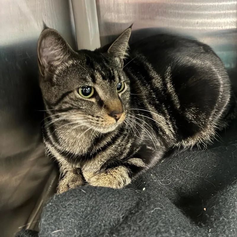 Penelope Garcia thumbnail 2