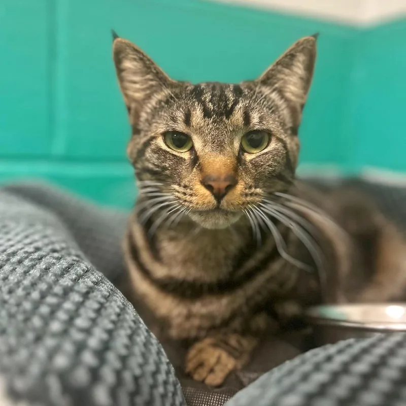 Penelope Garcia thumbnail 3