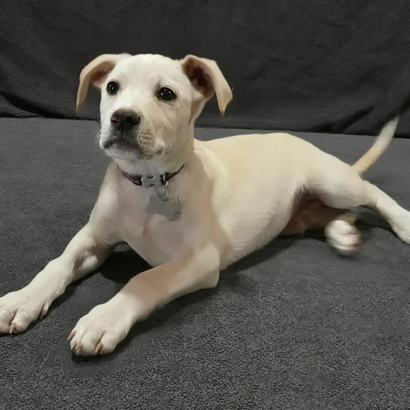 A baby medium-sized male American Staffordshire Terrier dog named Roanoke for adoption in Houston, TX