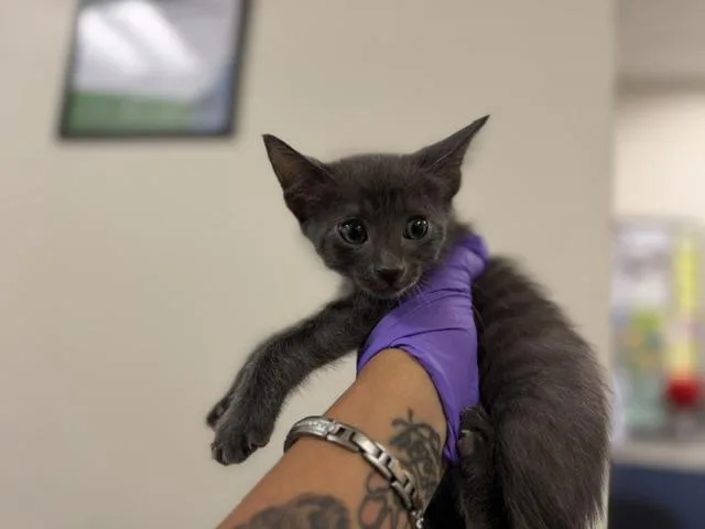 A baby small-sized male Domestic Short Hair cat named Moe for adoption in Miami, FL