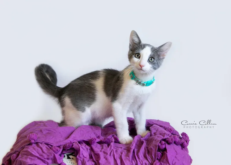 A young medium-sized male Gray & White Domestic Short Hair cat named Duncan for adoption in Homewood, AL