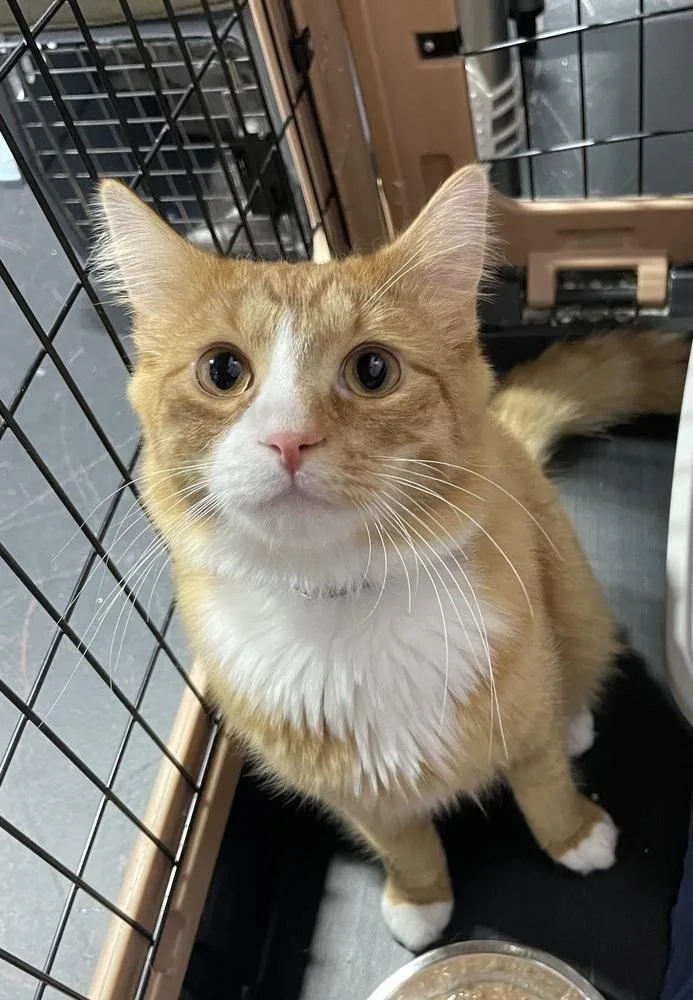 A young medium-sized male Domestic Medium Hair cat named Reesee for adoption in Ferndale, MI