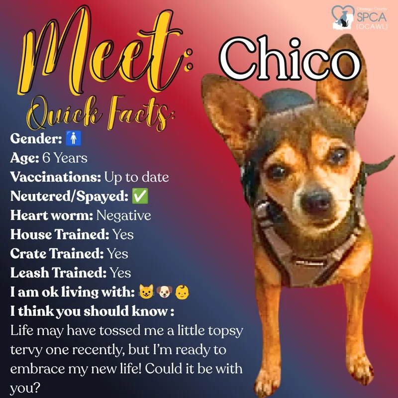 Chico thumbnail 4