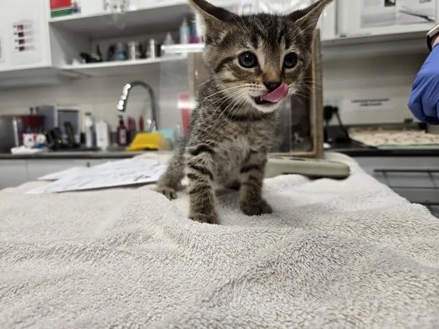 A baby small-sized male Domestic Short Hair cat named Mister for adoption in Antioch, CA